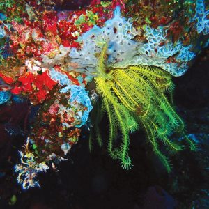 Colourful Taveuni reef