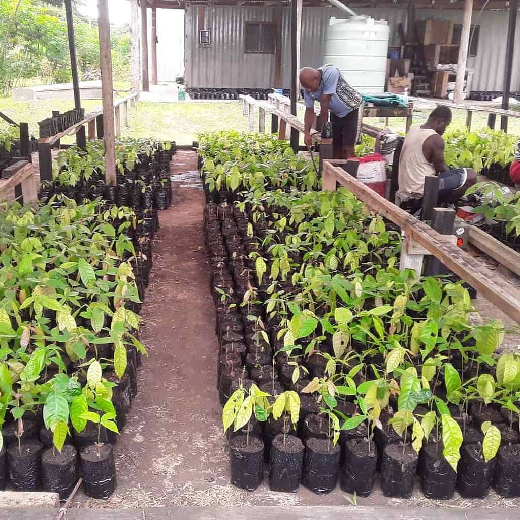 Cacao Fiji plants