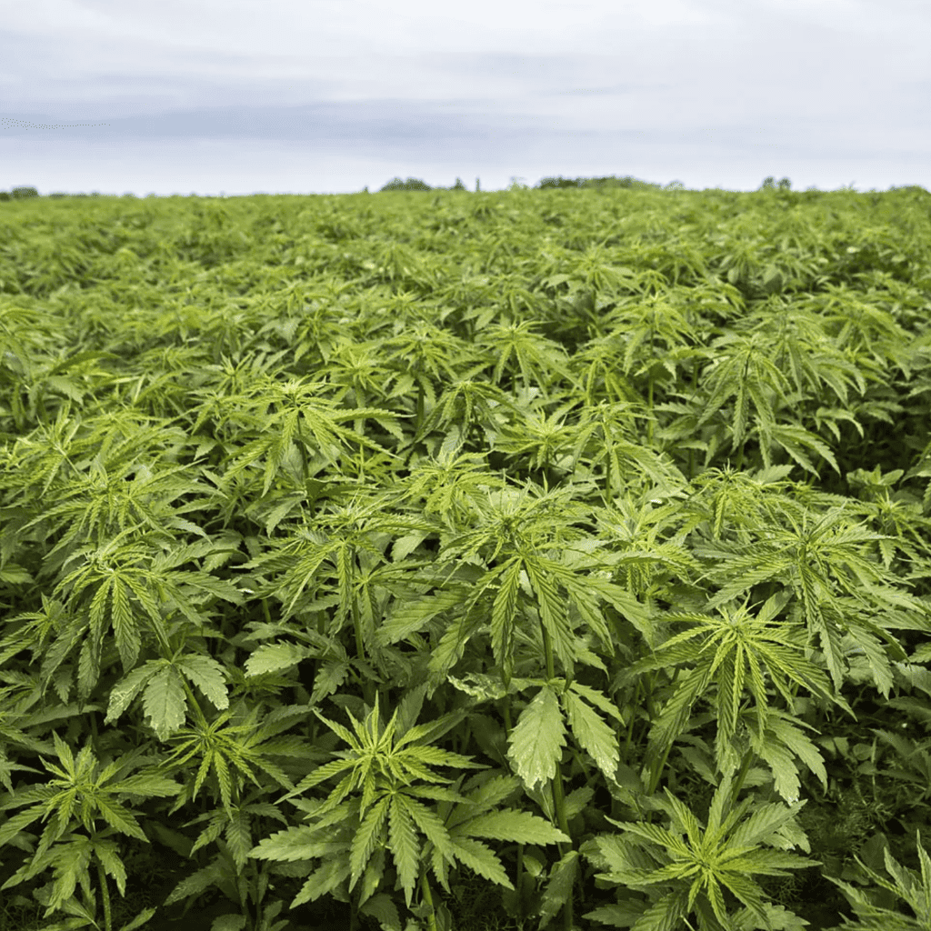 Vanuatu regulates cultivation of cannabis and hemp