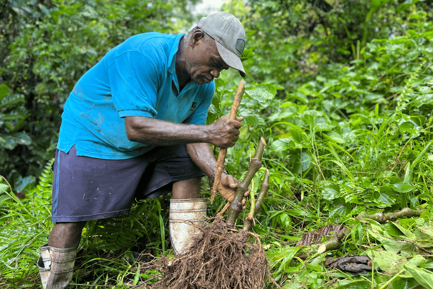 A farmer harvests kava from the forests of Nalidi in Ra province.