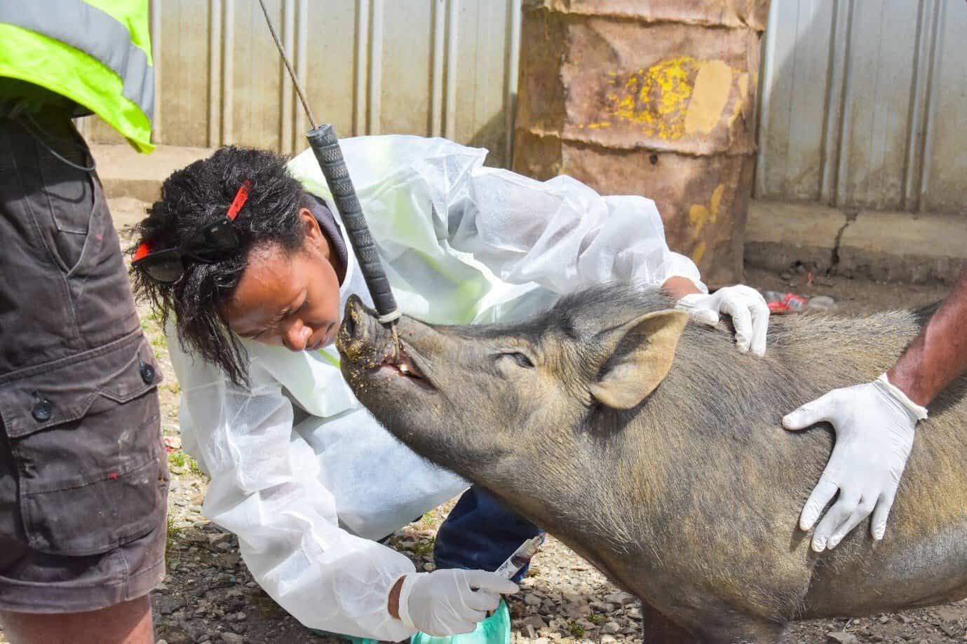 Elaine Hevoho from the Papua New Guinea National Agriculture Quarantine and Inspection Authority taking samples from a pig as part of the response to ASF.